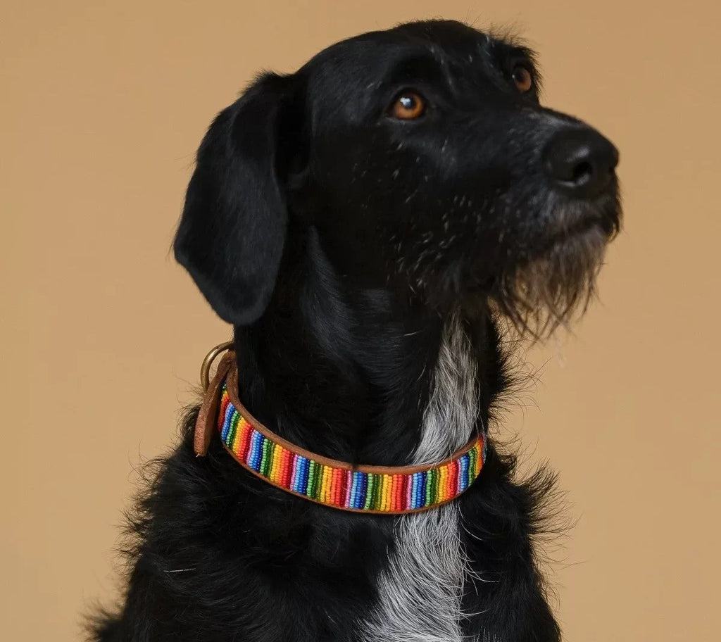 Halsband Rainbow am Model